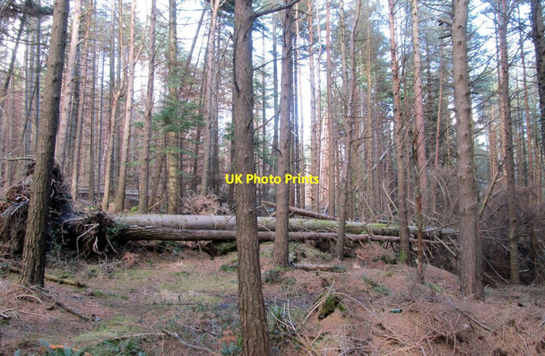 Photo 6"x4" Uprooted trees in Donard Wood Newcastle\/J3732 c2014