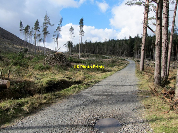 Photo 6"x4" The upper forest track in Donard Wood Newcastle\/J3732 c2014
