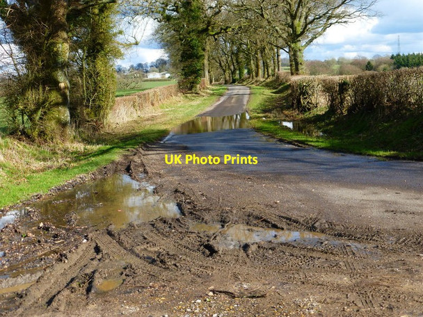 Photo 6"x4" Looking east from bend on anonymous lane south of Tiddle's Copse Privett\/SU6726 c2014
