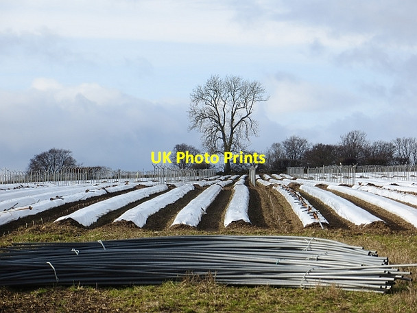 Photo 6"x4" Berry field, Rosemount Rosemount\/NO1943 c2014
