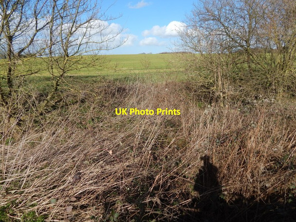 Photo 6"x4" Vegetation and field, Round Maple Edwardstone c2014