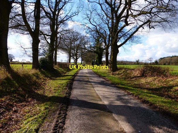 Photo 6"x4" Looking west along lane towards sharp bend Privett\/SU6726 c2014