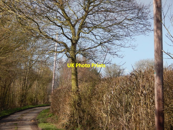 Photo 6"x4" Bend to the right, Priory Green Edwardstone c2014