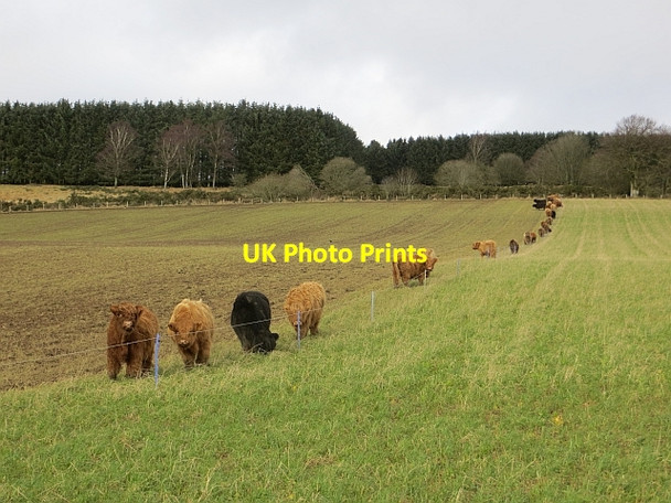 Photo 6"x4" Strip grazing Westfields of Rattray c2014