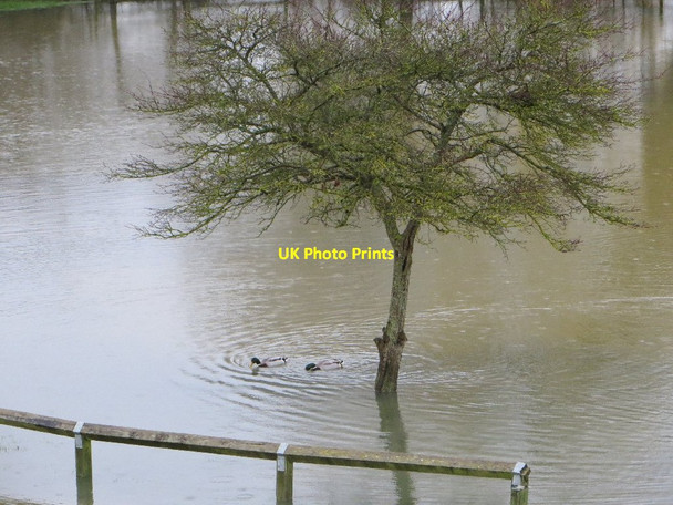 Photo 6"x4" Ducks in the carpark Wallingford c2013