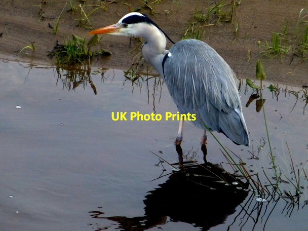 Photo 6"x4" Heron, Omagh Omagh c2014