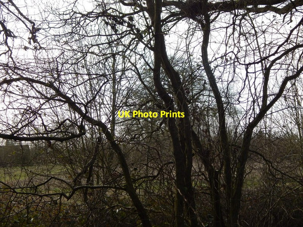 Photo 6"x4" Tree at pond in Mill Green from Mill Wood Mill Green\/TL9542 c2014