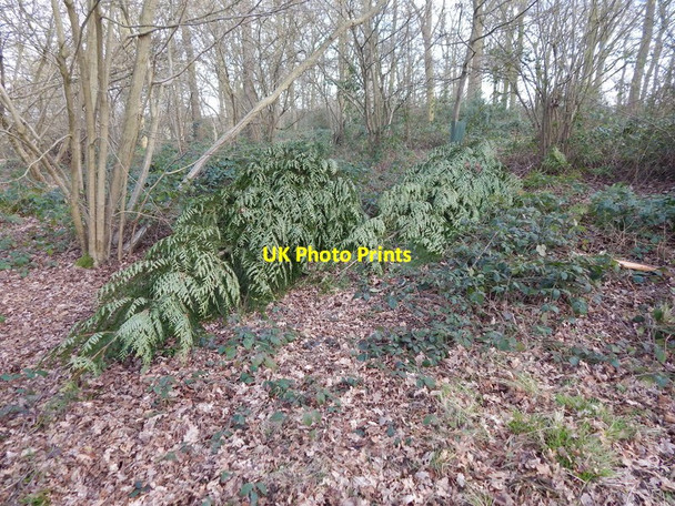 Photo 6"x4" Dumped conifer trees in Mill Wood Mill Green\/TL9542 c2014