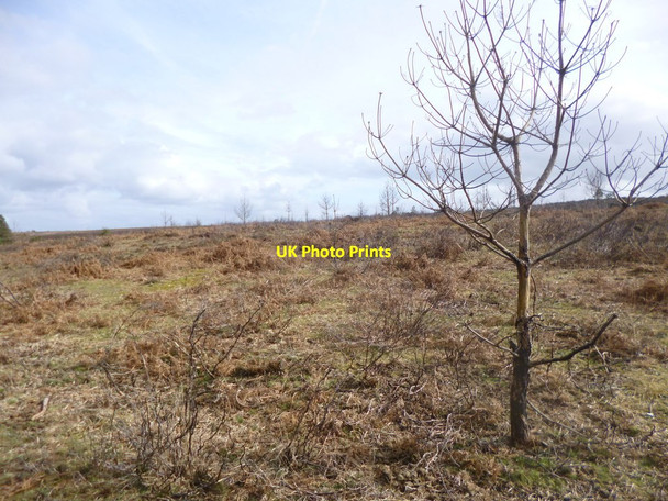 Photo 6"x4" Milkham Bottom, heathland Linwood\/SU1809 c2014