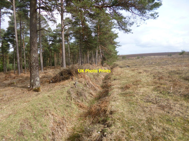 Photo 6"x4" Milkham Inclosure, embankment & ditch Linwood\/SU1809 c2014