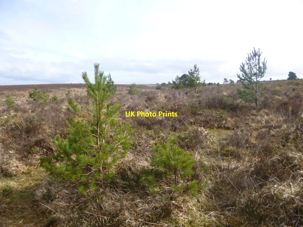 Photo 6"x4" Milkham Bottom, heathland Linwood\/SU1809 c2014