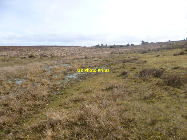 Photo 6"x4" Milkham Bottom Linwood\/SU1809 c2014