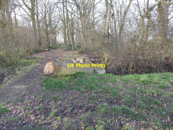 Photo 6"x4" Winding Wood entrance Round Maple c2014