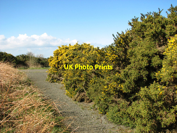 Photo 6"x4" Flowering gorse on Bard Hill Salthouse\/TG0743 c2014
