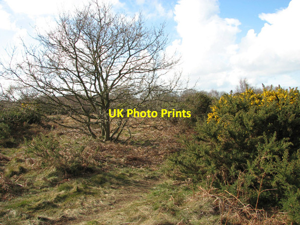 Photo 6"x4" Flowering gorse on Salthouse Heath Salthouse\/TG0743 c2014