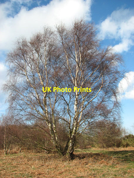 Photo 6"x4" Birch tree beside path on Salthouse Heath Salthouse\/TG0743 c2014