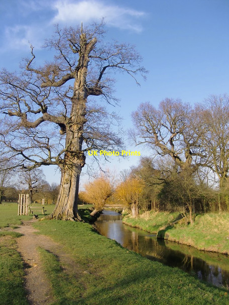 Photo 6"x4" Oak and willows by Beverley Brook, February 2014 Kingston Vale c2014