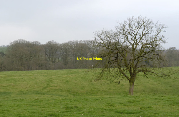 Photo 6"x4" Old Dalby Hall park Old Dalby c2014