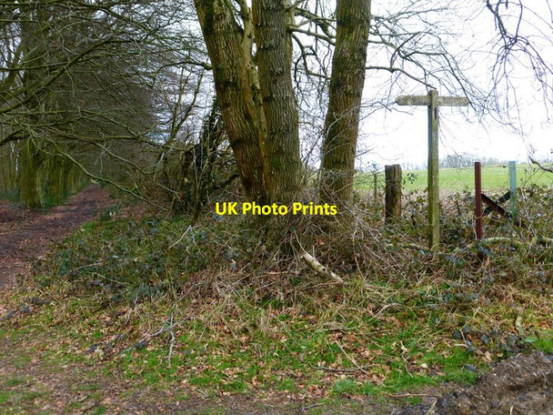 Photo 6"x4" Footpath junction at Newton Common Plantation Hawthorn\/SU6733 c2014