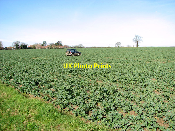Photo 6"x4" Oilseed rape crop beside Fundenhall Road Hapton\/TM1796 c2014