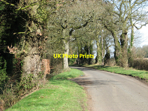 Photo 6"x4" Oak trees growing beside Wattlefield Road Wattlefield c2014