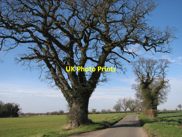 Photo 6"x4" Gnarled old oak tree on Guiler's Lane Bunwell Bottom c2014