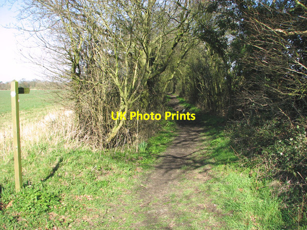 Photo 6"x4" Bridleway off Potter's Lane Bunwell Bottom c2014