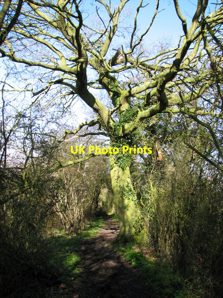 Photo 6"x4" Bridleway to Guiler's Farm Bunwell Bottom c2014