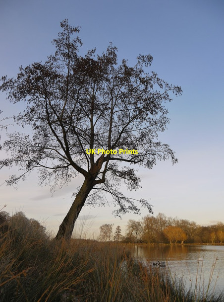 Photo 6"x4" Alder tree by the Lower Pen Pond, early March Richmond\/TQ1874 c2014