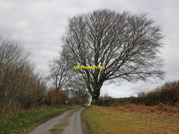 Photo 6"x4" Leigh Lane Bridgetown\/SS9233 c2014