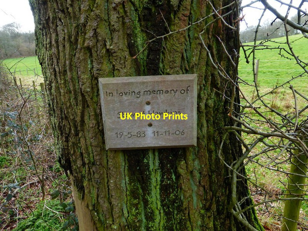Photo 6"x4" Plaque on tree by the A32 Colemore c2014