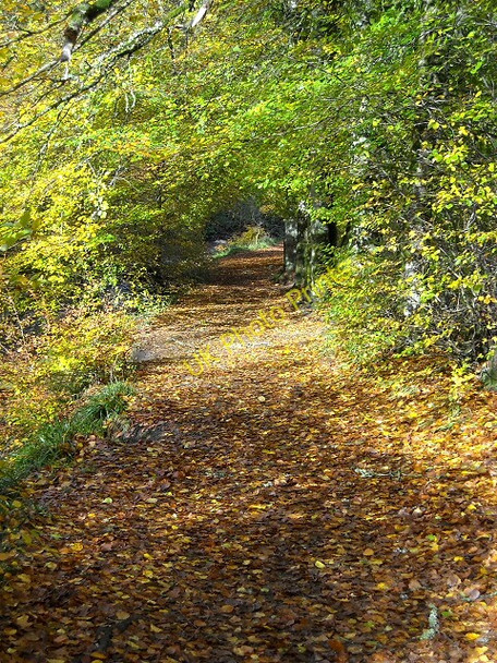 Photo 6"x4" Leaf Covered Path in Calderglen East Kilbride\/NS6354 c2008