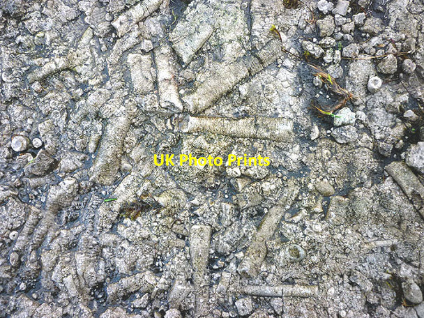 Photo 6"x4" Crinoid fossils on the Pennine Bridleway Cam Houses c2014