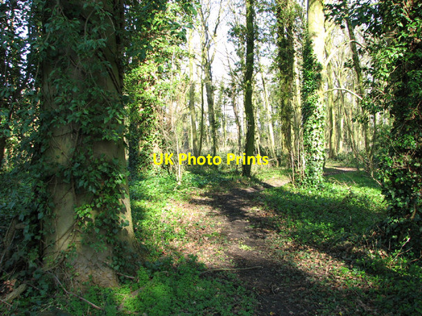 Photo 6"x4" Footpath to Norwich Road Bracon Ash c2014 P1