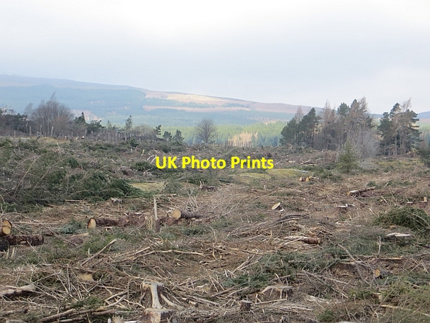 Photo 6"x4" Clear felled woodland Dalwhinnie c2014