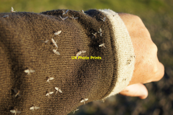 Photo 6"x4" Mayfly emergence, Loch of Watlee Westing\/HP5705 c2014