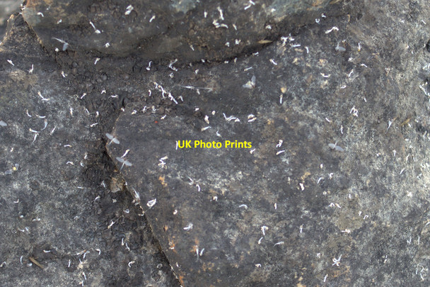 Photo 6"x4" Mayfly exuviae on rocks beside Loch of Watlee Westing\/HP5705 c2014