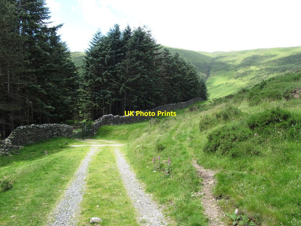 Photo 6"x4" The Killowen Mountain transmitter service road approaching the gate into Ballyedmond Forest Rostrevor c2014