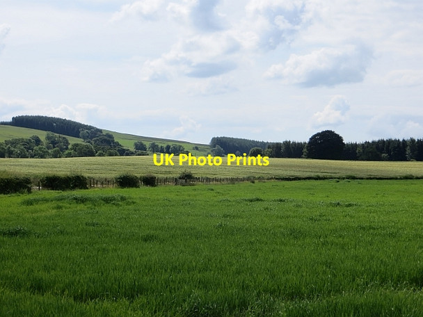 Photo 6"x4" Barley, Saughtrees Gateside\/NY1194 c2014