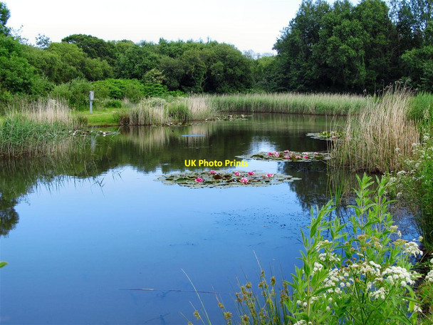 Photo 6"x4" Penllergaer Pond Penllergaer c2014