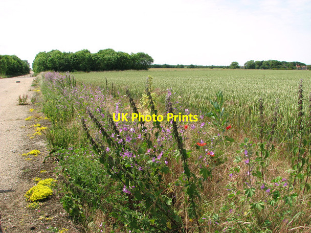 Photo 6"x4" Flowers beside the SW\/NE runway Cockthorpe c2014