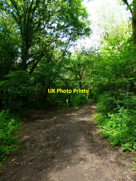 Photo 6"x4" Path junction in Cleygate Copse Wood Street Village c2014
