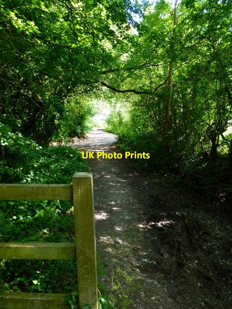 Photo 6"x4" Footpath through woodland reaches access road by West Flexford Lane Wood Street Village c2014