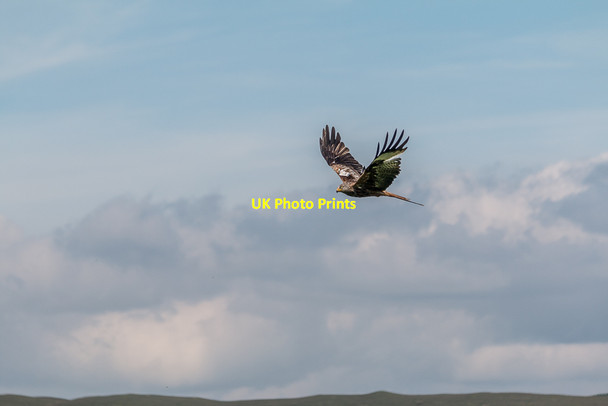 Photo 6"x4" Red Kite Feeding Station, near Talsarn Talsarn\/SN7726 c2014