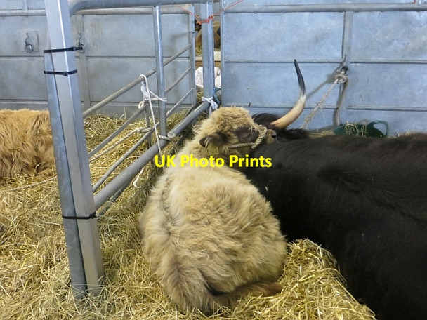 Photo 6"x4" Highland cow and calf Ratho Station c2014