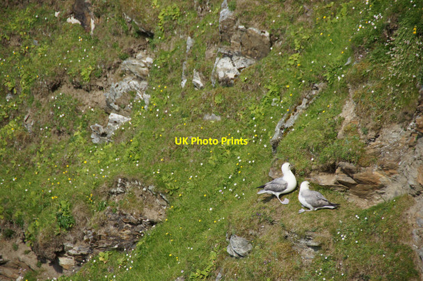 Photo 6"x4" Fulmars (Fulmarus glacialis) near Stack of Clave, between Westing and Woodwick Baliasta\/HP6009 c2014