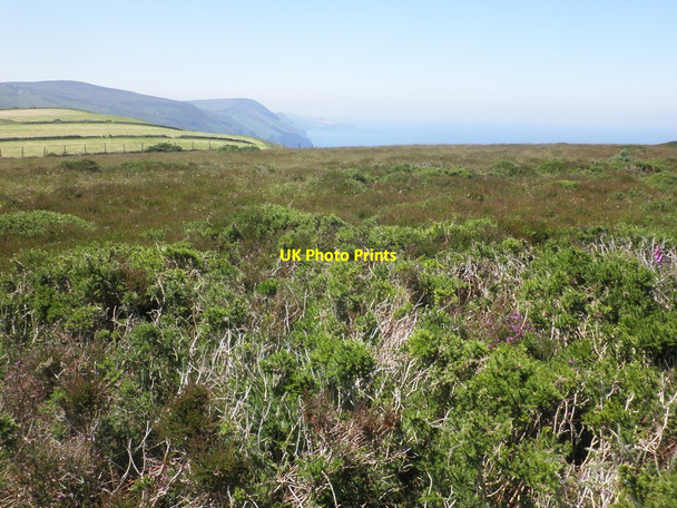 Photo 6"x4" Heather moorland, above East Cleave Trentishoe c2014