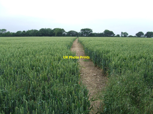 Photo 6"x4" Path Through The Wheat Fressingfield c2014