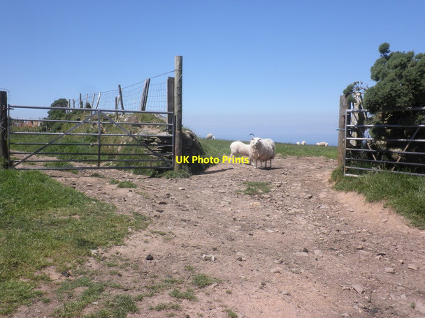 Photo 6"x4" Open gate on Trentishoe Lane Trentishoe c2014