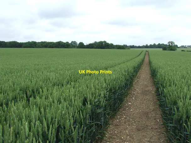 Photo 6"x4" Straight Path Little Whittingham Green c2014